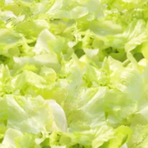 base-de-lechuga-2-tazas